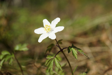 Close-up of a wood anemone in spring forest.