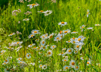 Meadow chamomile, valerian, raspberry and other wildflowers on a glade on a summer day.
