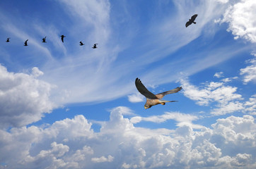 In volo