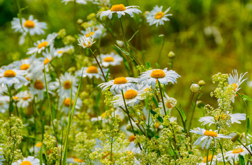 Meadow chamomile, valerian, raspberry and other wildflowers on a glade on a summer day.