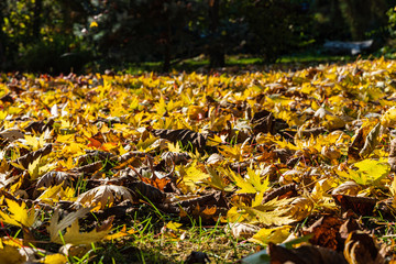 Colorful background of red, yellow and gold leaves in autumn landscape garden on blurry dark background. Selective focus. Red, yellow, green and brown leaves lie on grass. Calmness and relaxation.