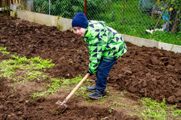 Child digging shovel bed in the garden. The boy helps the elderly on . Care for plants in autumn.