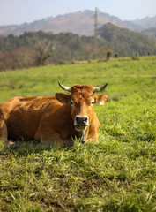 cow on a meadow