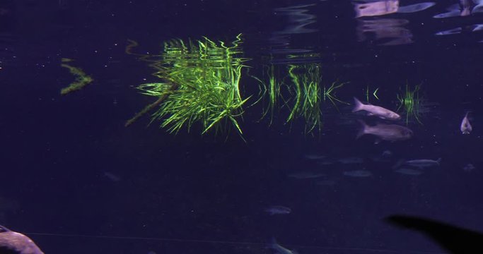 Underwater shot of group of Sturgeon fishes swimming near the surface of the sea 