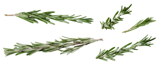 Few fresh green rosemary leaves and twigs on white background