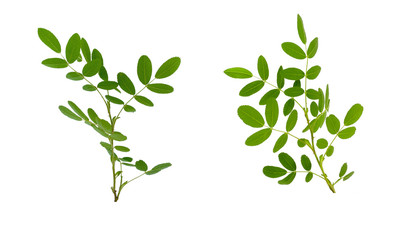 Few twigs with leaves of dog rose on white background