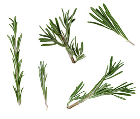 Several fresh green rosemary leaves and twigs on white background