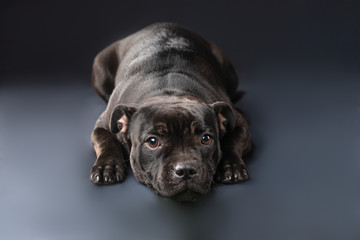 cute brown english staffordshire bull terrier looking up on dark background, close-up 