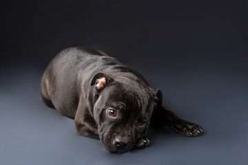 cute brown english staffordshire bull terrier looking up on dark background, close-up 