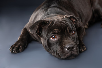 cute pitbull dog lying on grey background in studio 