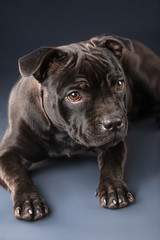 cute brown english staffordshire bull terrier looking up on dark background, close-up 