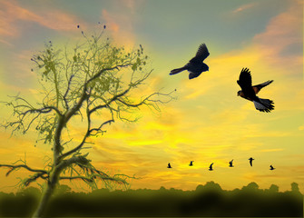 In volo