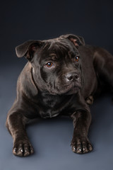 cute brown english staffordshire bull terrier looking up on dark background, close-up 