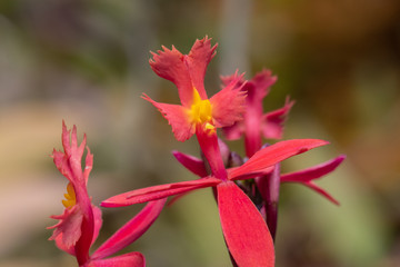 Flora in the Cold Greenhouse - Lisbon 2020