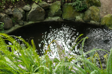 Flora in the Cold Greenhouse - Lisbon 2020