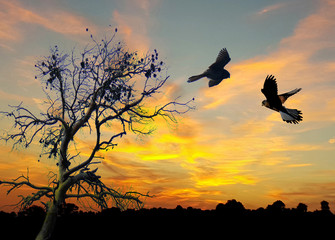 In volo
