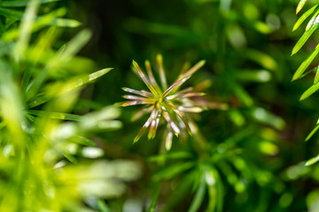 Flora in the Cold Greenhouse - Lisbon 2020