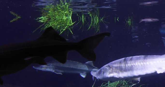 Underwater shot of group of Sturgeon fishes swimming near the surface of the sea 