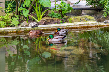 Ducks in the Greenhouse - Lisbon 