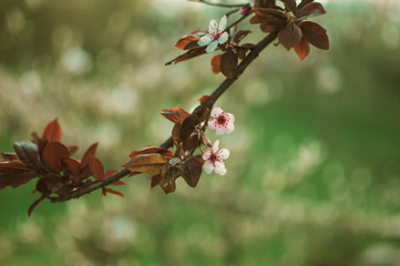 Abstract spring seasonal background of blooming white cherry. The season of the arrival of spring and warmth. Template for design. Copy space.