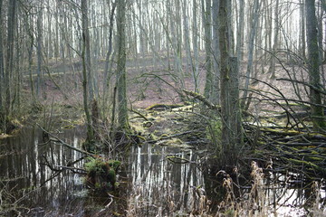 Swamp, swampland in Jasmund national park  