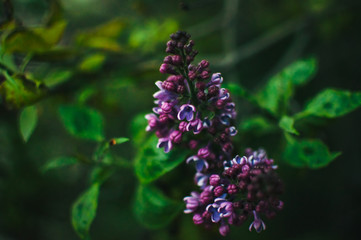 Branch of sirens on a tree in the garden, park in the sun. Beautiful blooming lilac flowers in the spring. Flowering in may. Spring concept. Template for design.