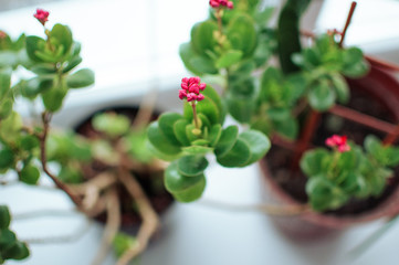 Bright pink autumn floral heads of succulent sedum or Hylotelephium spectabile, an ice plant or stonecrop, in a clay pot on a windowsill. Template for design.