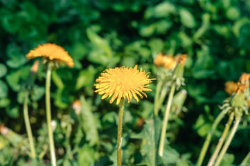 blooming yellow dandelion flowers Taraxacum officinale in garden on spring time. Detail of bright common dandelions in meadow at springtime. Used as a medical herb and food ingredient