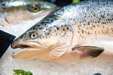 Fresh salmon on ice in supermarket