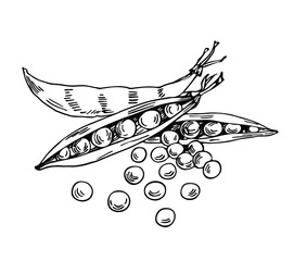 Pease set in line art style.