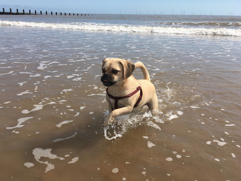 Cute little puggle running and enjoying the beach