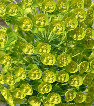 Euphorbe characias