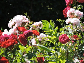 bright flowers in the garden
