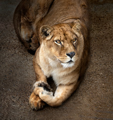 Lioness lying on a brown stone floor