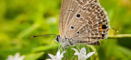 butterfly on flower close up
