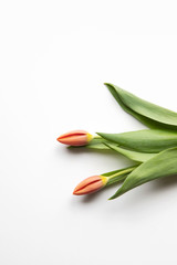 Spring background. Two red tulips flowers flat lay on white background with copy pace. Seasonal banner, easter, spring mood.