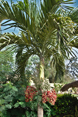 Areca palm - general view (Saint Louis, Senegal)