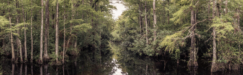 Fototapeta premium Panorama view of everglades river between trees in forest