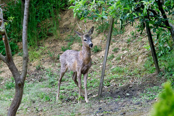 The roe deer near in the wheat field