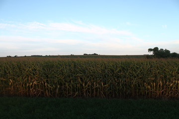 sunset over crop field