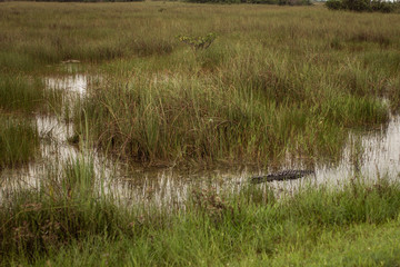 Aligator hidding in his pond