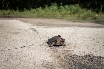 A turtle goes over a road