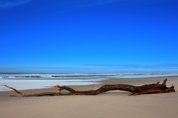 Fototapeta na wymiar Eichenbaum an den Strand gespült. Biscarrosse. Frankreich