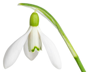 snowdrops isolated on white background. Clipping Path