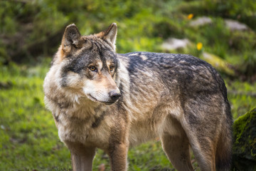 Naklejka na ściany i meble Portrait of a gray or european or eurasian wolf, canis lupus lupus, France.