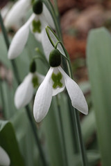 Snowdrop flower with cross