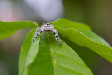  A Jumping Spider on a Green Leaf, Close-up