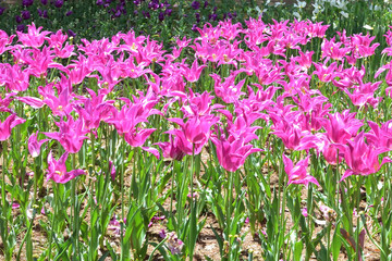 fields covered with colorful tulips