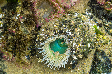 Sea anemone close-up, actiniaria, Oregon coast marine garden, Cannon Beach, USA.