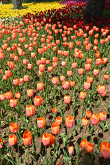 fields covered with colorful tulips